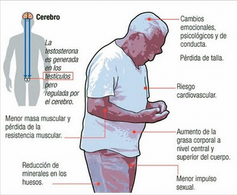 Pérdida de peso y masa muscular